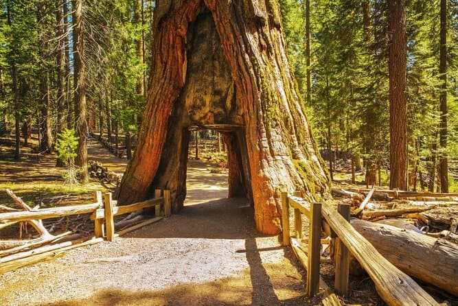 Tuolumne Grove